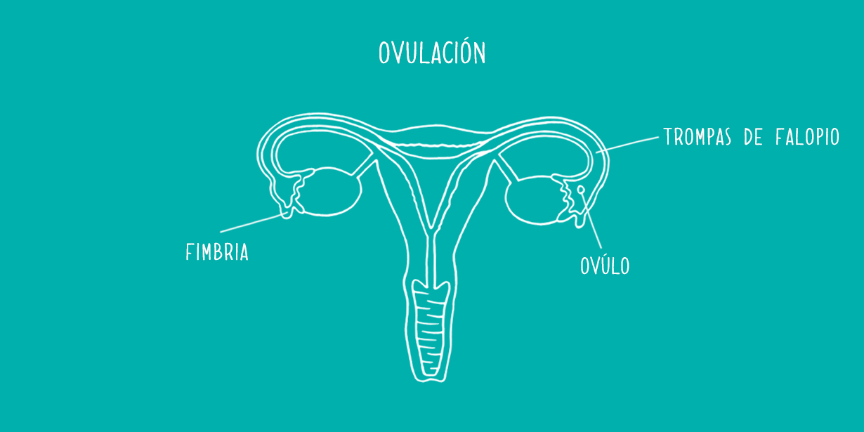 Imagen de ovulación sobre un fondo turquesa - Saba